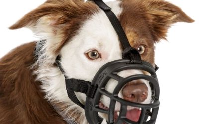 Botnita Baskerville Ultra – Siguranță și Confort pentru Câini