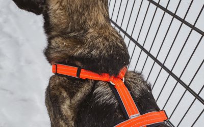 Ham Sprenger Y-Style Portocaliu Neon – Confort și Siguranță pentru Câini